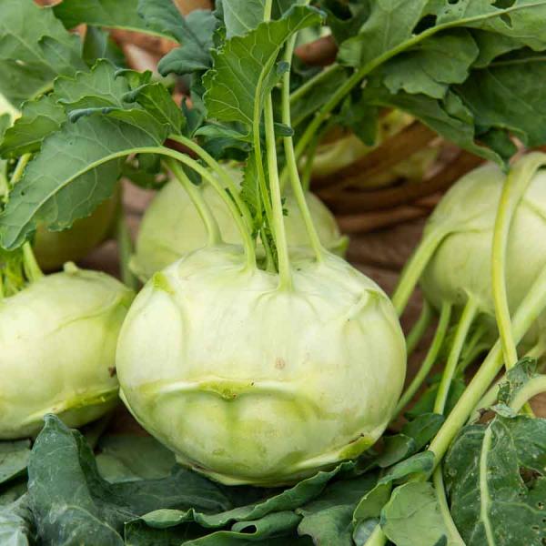 Potagères - Chou Rave Blanc Hâtif de Vienne - Légumes d'Autrefois - face recto